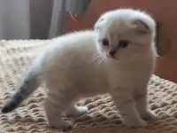 Шотландские очаровашки, фотография 3