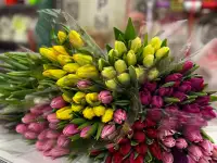 Тюльпан опт 1.30, фотография 3