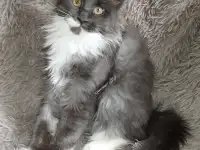 Продам котят  породы мейн-кун., фотография 3
