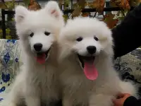 Щенок самоедской лайки
