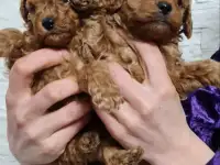 Той пудель с родословной. Окрас Red Braun. 2 мальчика.