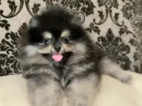 Померанский шпиц
