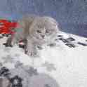 Вязка, фотография 4