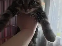 Отдам котят в хорошие руки