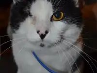 Анатолий ищет дом.