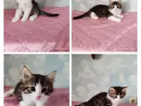 Котятки в дар, фотография 5