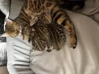 Котята, фотография 6