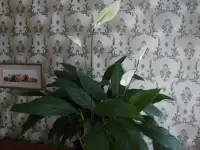 Большие комнатные растения, фотография 5