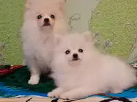 Щенки померанского шпица из питомника-медвежий тип., фотография 5