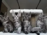 Котята мейн-кун!, фотография 4