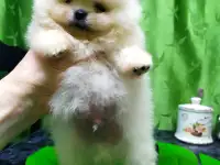 Померанский шпиц ,мини мальчик., фотография 2