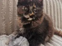 Котятa Мейн Куны питомник, фотография 5