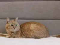 Чудесный рыжий котик Симбочка ищет дом и семью!, фотография 9