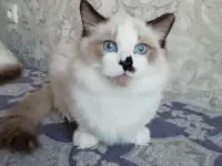 Котёнок Рэгдолл в любящую семью, фотография 3