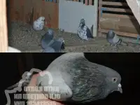 Деорнизация. Борьба с птицами в Беларуси (воробьи, голуби, вороны)., фотография 3