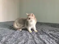 Шотландская кошка голубая золотая шиншилла, фотография 9