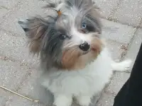 Йорк Блюмерле
