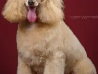 Щенки той-пуделя, фотография 4
