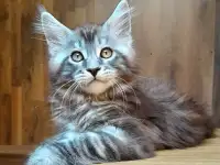 Питомник  Мейн кунов