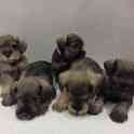 Щенки цвергшнауцеров, фотография 4