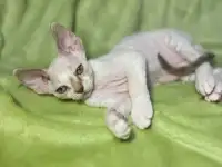 Котенок ДевонРекс, фотография 3