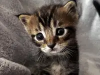 Котята помесь папа Мейн-Кун мама Шотландская скоттиш-страйт, фотография 7