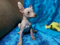 Щенки ксолоитцкуинтли голой мексиканской собаки, фотография 4