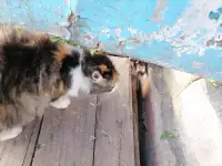 Котята в добрые руки, фотография 4