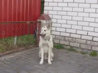 Продам ЗСЛ, фотография 2