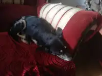 Той терьер русский