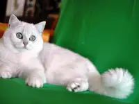 Котята британские