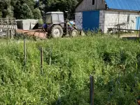Сельское хозяйства с домом и хоз. постройками и овощехранилищем, фотография 6