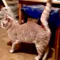 Рыжие котята в дар, фотография 6