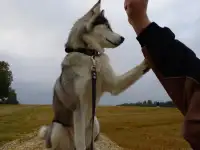 Хаски в дар, фотография 4