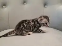 Бенгальские котята