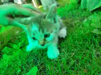 Кошка в добрые руки, фотография 4