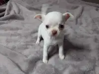 Щенки Чихуахуа, фотография 5