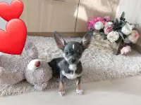 Мини чихуахуа .Мальчик.Голубой графит.