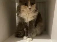 Трёхцветная кошечка Эльза ищет дом и любящую семью!, фотография 2