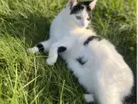 Котенок ищет дом!, фотография 5