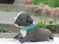 Мальчик  АСТ