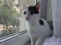 Котенок Лелик в дар!, фотография 2