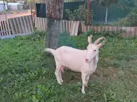 Козы дойные, фотография 2