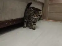 Шотландские котята, фотография 4