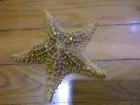 Морская звезда чучелоТорг, фотография 2