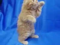 Курильский бобтейл, фотография 12