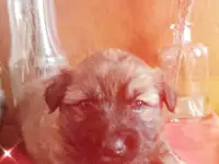 Щенки, фотография 2