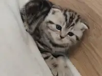 Котята шотландские., фотография 6