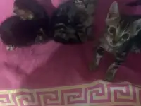 Бенгальские котята