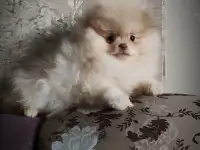 Померанский шпиц, щенки. Мини мтшки, фотография 5